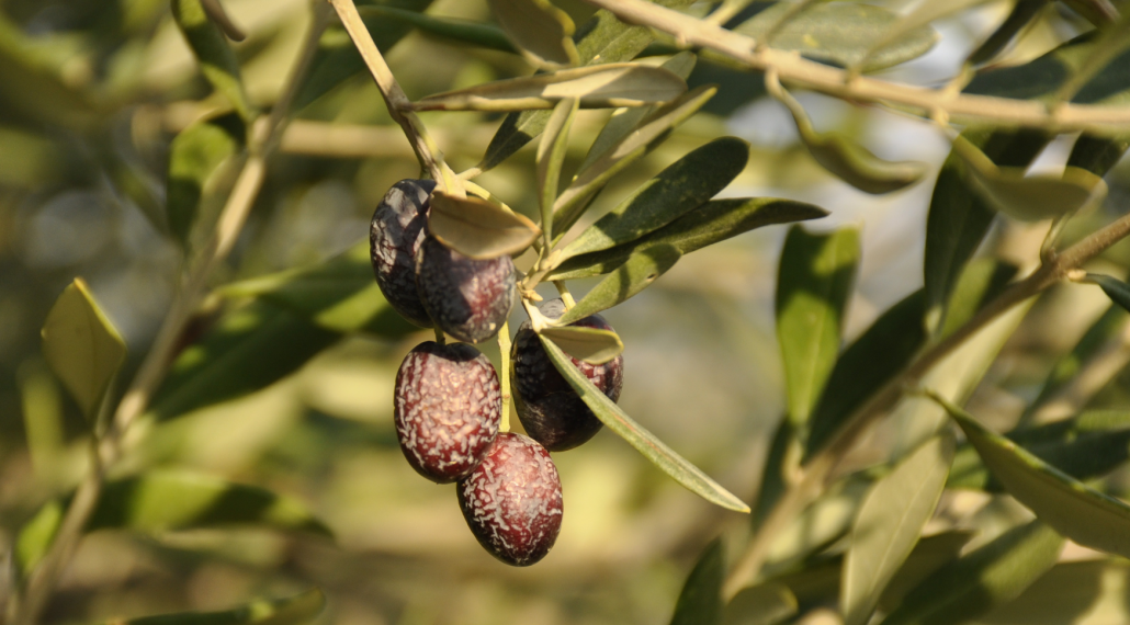 Investigadores andaluces desarrollan soluciones con extractos de cebolla para combatir plagas en el olivo