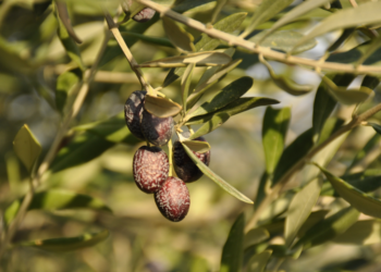 Investigadores andaluces desarrollan soluciones con extractos de cebolla para combatir plagas en el olivo