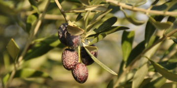 Investigadores andaluces desarrollan soluciones con extractos de cebolla para combatir plagas en el olivo