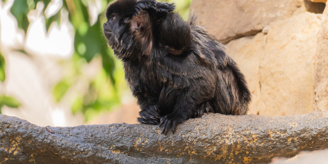 Nace una cría de tití Goeldi en Bioparc Fuengirola, una especie amenazada