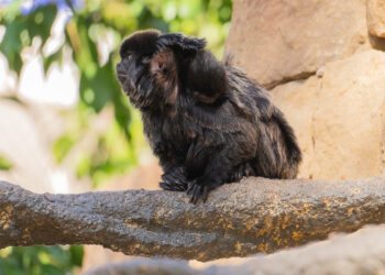 Nace una cría de tití Goeldi en Bioparc Fuengirola, una especie amenazada