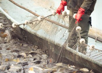 Junta lamenta una «nueva vuelta de tuerca» para el arrastre del Mediterráneo y pide activar mecanismos de compensación