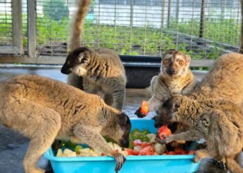 Hito contra el tráfico de especies: 961 animales en peligro de extinción devueltos a Madagascar