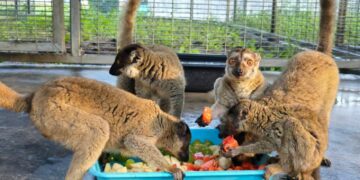 Hito contra el tráfico de especies: 961 animales en peligro de extinción devueltos a Madagascar