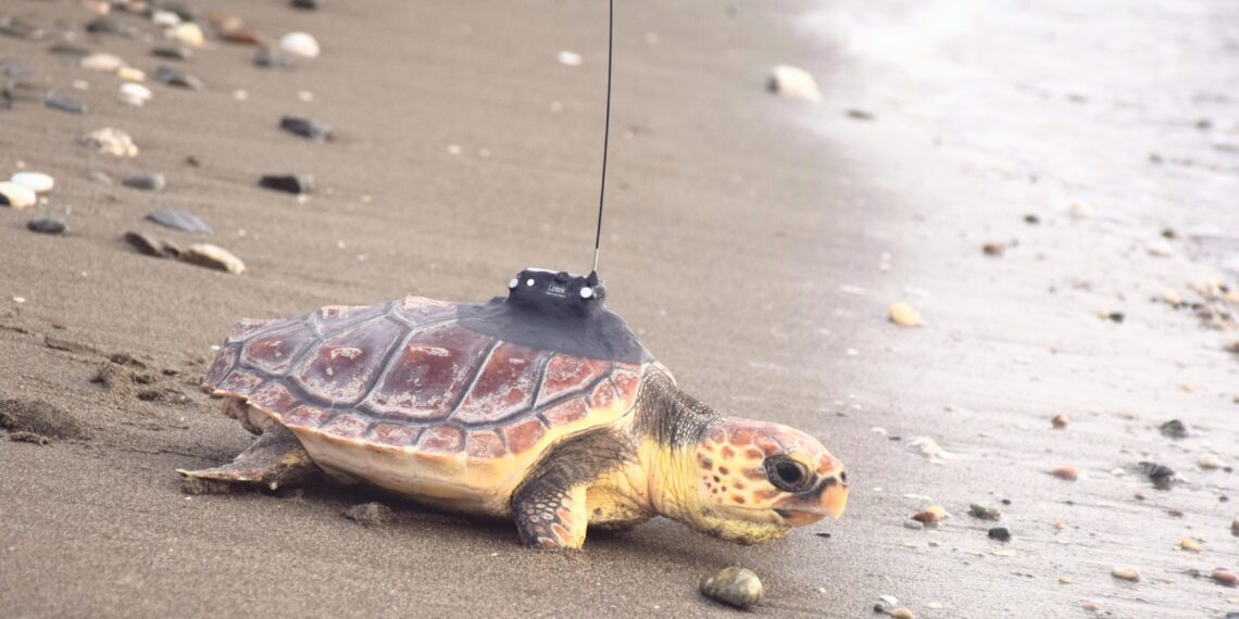 La Junta suelta en Calahonda una tortuga boba recuperada en el CEGMA de Algeciras