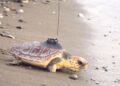 La Junta suelta en Calahonda una tortuga boba recuperada en el CEGMA de Algeciras