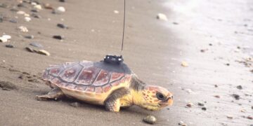 La Junta suelta en Calahonda una tortuga boba recuperada en el CEGMA de Algeciras