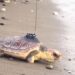 La Junta suelta en Calahonda una tortuga boba recuperada en el CEGMA de Algeciras