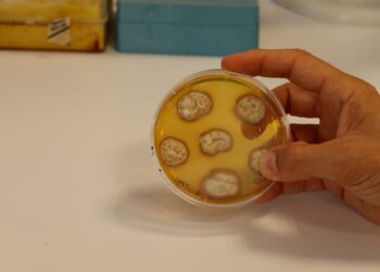 Identifican un mecanismo necesario para que las plantas hagan un mejor uso de los nutrientes