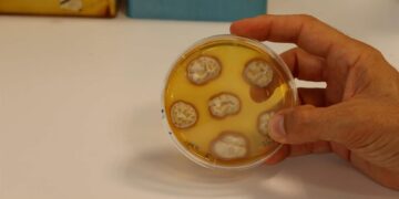 Identifican un mecanismo necesario para que las plantas hagan un mejor uso de los nutrientes