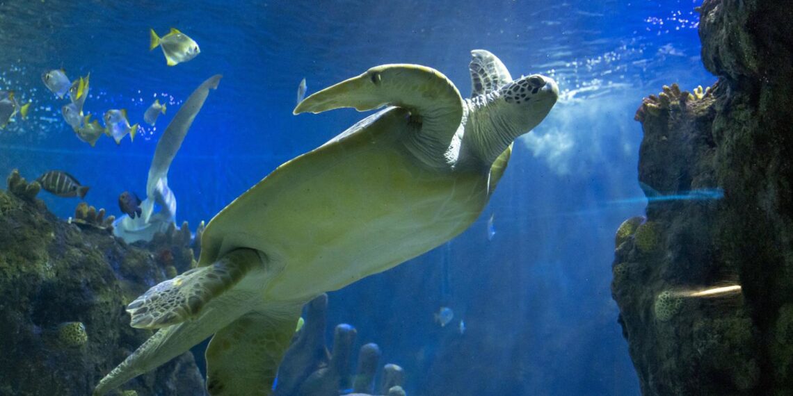 El 2024 de Sea Life Benalmádena: un año de nuevos nacimientos y «grandes logros»