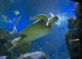 El 2024 de Sea Life Benalmádena: un año de nuevos nacimientos y «grandes logros»