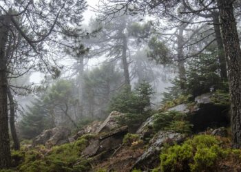 Se disuelve el equipo científico-técnico de la Plataforma Sierra Bermeja Parque Nacional