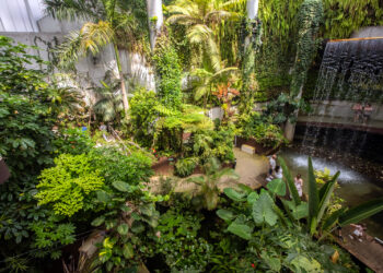 El Parque Botánico-Orquidario alcanza la mayor cifra de visitas desde su apertura con más de 54.000 entradas en un año