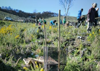 La vida vuelve a la Sierra de Mijas: «Con esta reforestación intentamos recuperar su autenticidad»