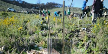 La vida vuelve a la Sierra de Mijas: «Con esta reforestación intentamos recuperar su autenticidad»