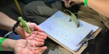 ProDunas Marbella y la UMA publican un estudio pionero sobre Camaleones comunes en el Monumento Natural “Dunas de Artola”