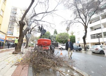 El Plan de Poda de San Pedro Alcántara actuará este año en 1.600 ejemplares de su parque urbano forestal