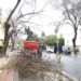 El Plan de Poda de San Pedro Alcántara actuará este año en 1.600 ejemplares de su parque urbano forestal