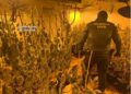 Siete detenidos al desmantelar una plantación de cultivo de marihuana dentro de una finca de Cártama