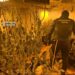Siete detenidos al desmantelar una plantación de cultivo de marihuana dentro de una finca de Cártama
