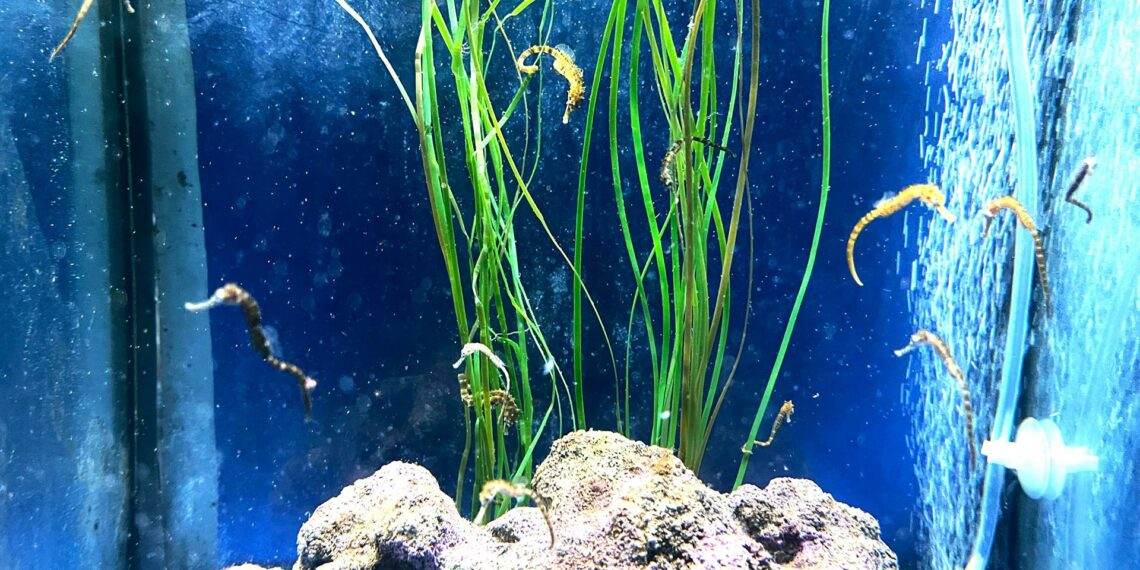 Nacen 40 nuevas crías de caballito de mar barrigudo en Sea Life Benalmádena