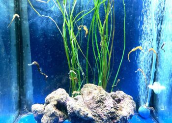 Nacen 40 nuevas crías de caballito de mar barrigudo en Sea Life Benalmádena