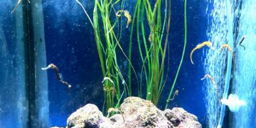 Nacen 40 nuevas crías de caballito de mar barrigudo en Sea Life Benalmádena