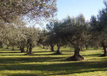 Científicos andaluces aplican una técnica que reduce costes y tiempos para crear abono a partir de alperujo