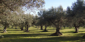 Científicos andaluces aplican una técnica que reduce costes y tiempos para crear abono a partir de alperujo