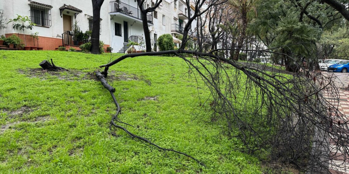 Marbella trabaja en labores de limpieza y retirada de árboles tras las incidencias ocasionadas por las fuertes lluvias