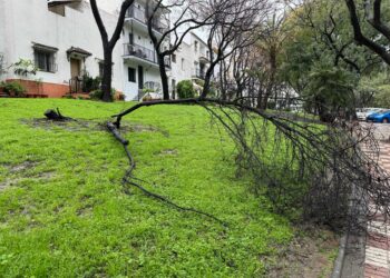 Marbella trabaja en labores de limpieza y retirada de árboles tras las incidencias ocasionadas por las fuertes lluvias