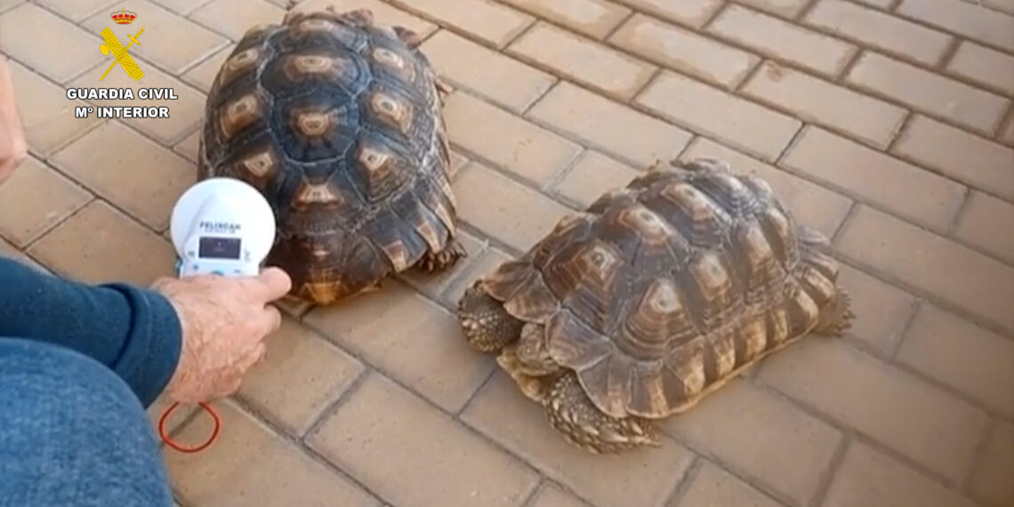 Intervenidas 17 especies protegidas que se comercializaban ilegalmente a través de internet en Málaga