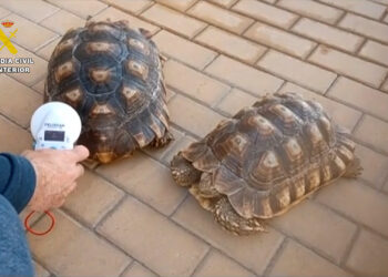 Intervenidas 17 especies protegidas que se comercializaban ilegalmente a través de internet en Málaga