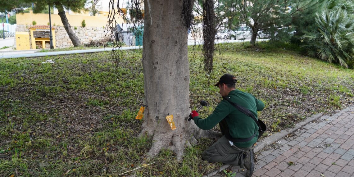 Estepona aplica un tratamiento sostenible a más de medio millar de ficus para combatir la plaga de la psila