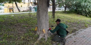 Estepona aplica un tratamiento sostenible a más de medio millar de ficus para combatir la plaga de la psila