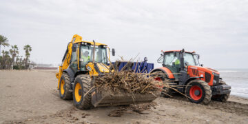 Estepona intensifica la limpieza en las playas y retira más de 12.000 metros cúbicos de cañas por el temporal