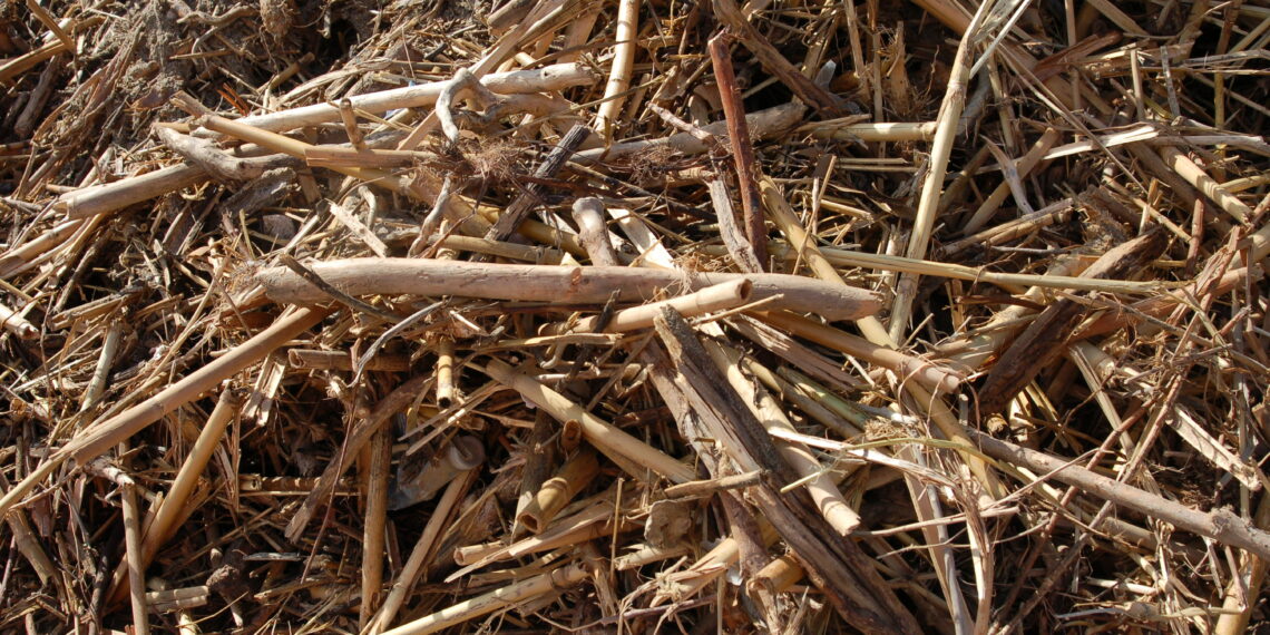 Las últimas borrascas dejan en las playas de la Costa del Sol más de dos mil toneladas de cañas