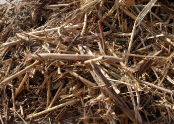 Las últimas borrascas dejan en las playas de la Costa del Sol más de dos mil toneladas de cañas