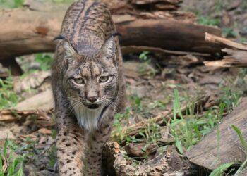 Selwo Aventura celebra los 13 años de Javo, su lince ibérico más emblemático