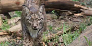 Selwo Aventura celebra los 13 años de Javo, su lince ibérico más emblemático