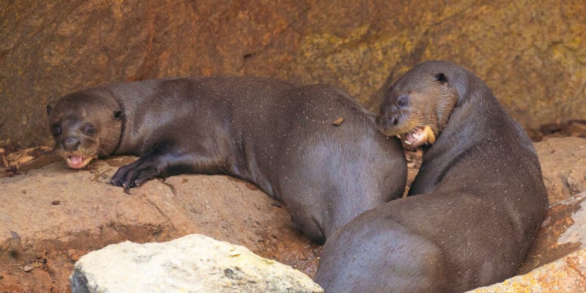 Nacen tres crías de nutria gigante en Bioparc Fuengirola