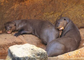 Nacen tres crías de nutria gigante en Bioparc Fuengirola