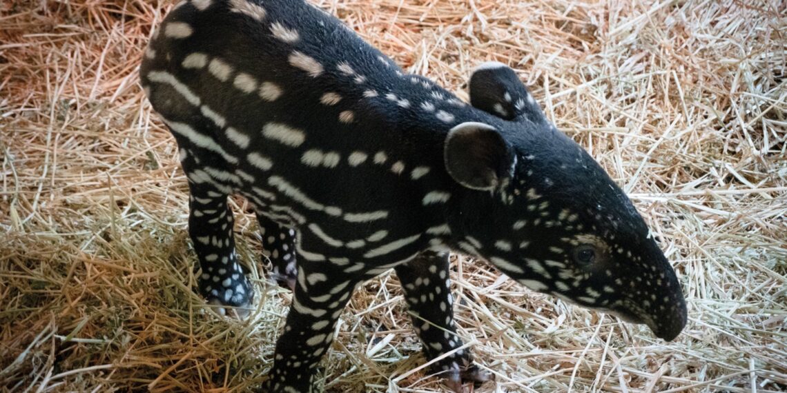 Nace en Bioparc Fuengirola la primera cría de tapir malayo en España