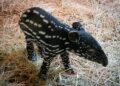 Nace en Bioparc Fuengirola la primera cría de tapir malayo en España