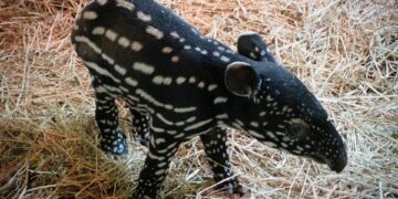 Nace en Bioparc Fuengirola la primera cría de tapir malayo en España