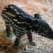 Nace en Bioparc Fuengirola la primera cría de tapir malayo en España