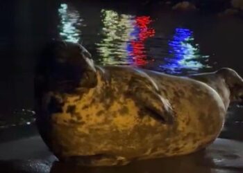 Aparece una foca gris, que podría ser la famosa Carmela, en la playa de Fuente de la Salud