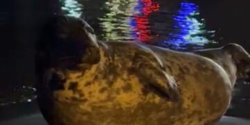 Aparece una foca gris, que podría ser la famosa Carmela, en la playa de Fuente de la Salud
