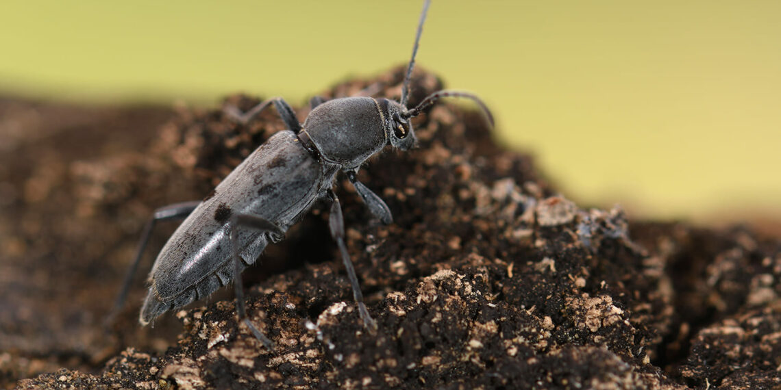 Sierra Bermeja, el paraíso para los insectos: Un estudio revela la presencia de 514 especies en la zona